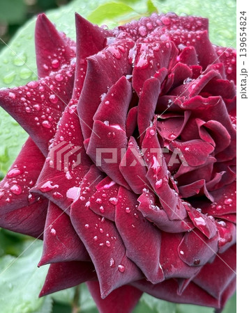 雨粒をまとった深紅のバラのクローズアップ 雨粒をまとった深紅のバラのクローズアップ 139654824
