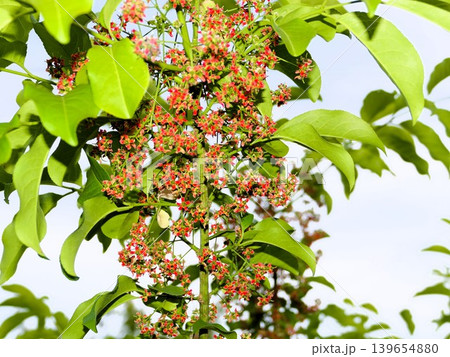 マユミの花 花が赤いがピンクの実も楽しみ5月 5 マユミの花 花が赤いがピンクの実も楽しみ5月 5 139654880