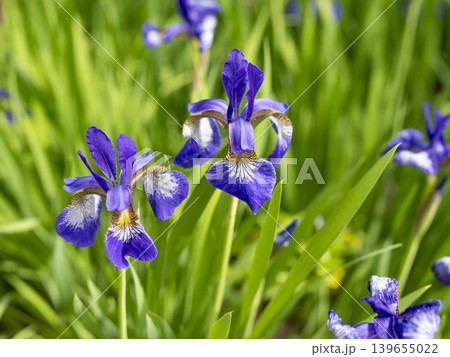 花壇に咲いたアヤメの花 139655022