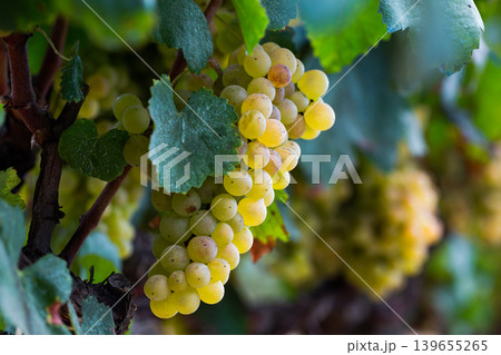 White grapes hanging on vine in vineyard White grapes hanging on vine in vineyard 139655265