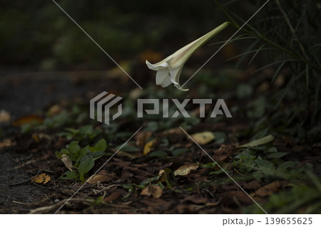 タカサゴユリの花 139655625