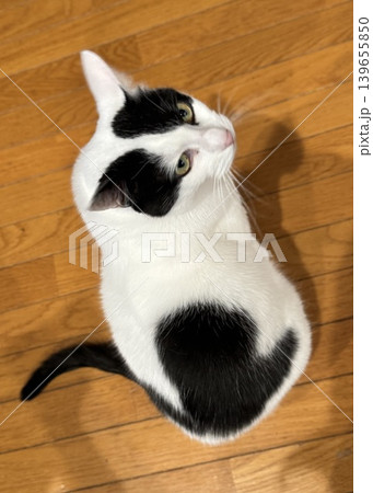 名前を呼ばれて“チラ見”する白黒猫 139655850