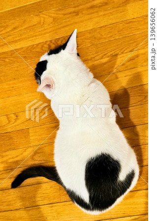 上から撮影した白黒猫の後ろ姿 上から撮影した白黒猫の後ろ姿 139656062