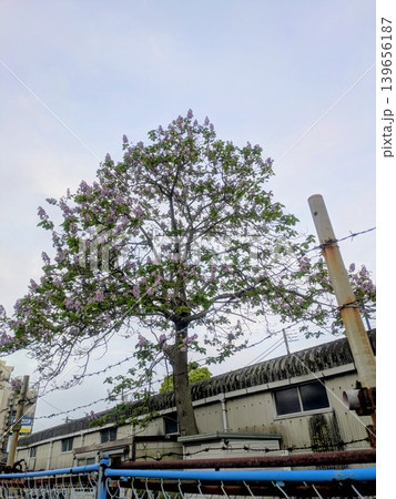 桐の花 139656187