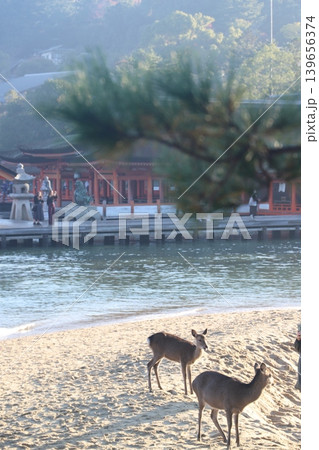 広島県廿日市市宮島町 厳島神社境内に生息する野生のシカと神社の風景 139656374