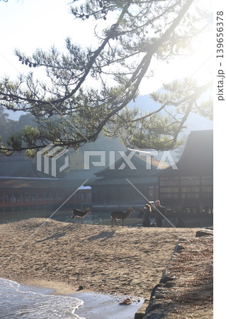広島県廿日市市宮島町 厳島神社境内に生息する野生のシカと神社の風景 139656378