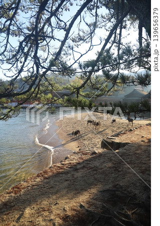 広島県廿日市市宮島町 厳島神社境内に生息する野生のシカと神社の風景 広島県廿日市市宮島町 厳島神社境内に生息する野生のシカと神社の風景 139656379
