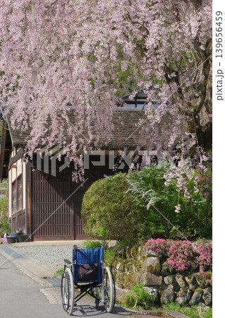 車いすと花見の風景 車いすと花見の風景 139656459