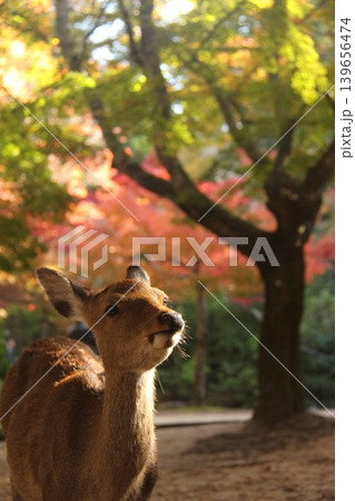 広島県廿日市市宮島町 厳島神社の紅葉谷付近で紅葉を背景に歩く鹿 広島県廿日市市宮島町 厳島神社の紅葉谷付近で紅葉を背景に歩く鹿 139656474