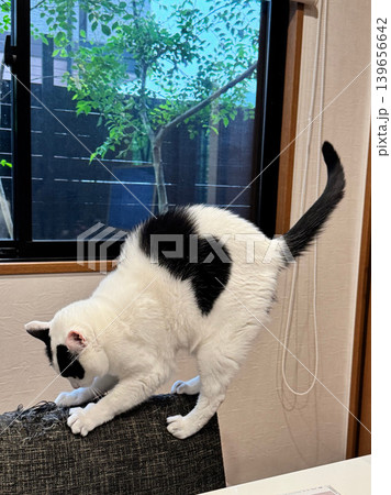 椅子の上で遊ぶ白黒猫 椅子の上で遊ぶ白黒猫 139656642