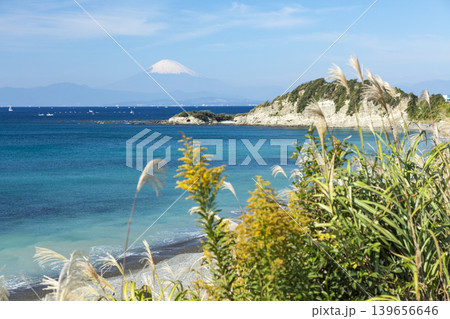 横須賀秋谷海岸 セイタカアワダチソウと富士山 横須賀秋谷海岸 セイタカアワダチソウと富士山 139656646