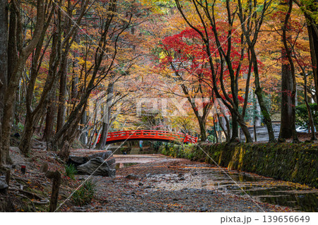 森町の遠江国一宮小國神社の紅葉の風景(静岡県) 森町の遠江国一宮小國神社の紅葉の風景(静岡県) 139656649
