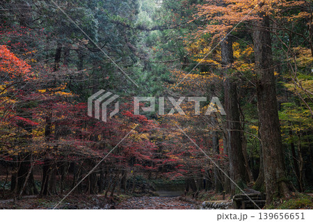森町の遠江国一宮小國神社の紅葉の風景(静岡県) 139656651