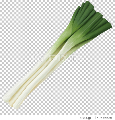 一幅寫實的手繪韭菜插圖。 139656686
