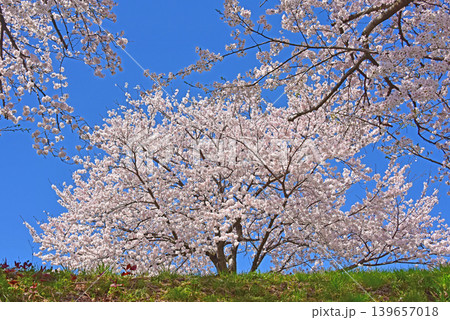 あさひ舟川べりの桜並木 富山 朝日町 あさひ舟川べりの桜並木 富山 朝日町 139657018