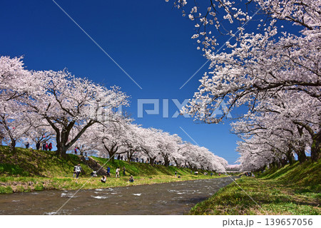 あさひ舟川べりの桜並木 富山 朝日町 あさひ舟川べりの桜並木 富山 朝日町 139657056