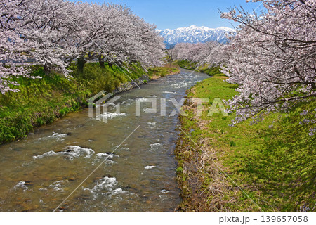 あさひ舟川べりの桜並木 富山 朝日町 あさひ舟川べりの桜並木 富山 朝日町 139657058