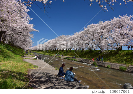 あさひ舟川べりの桜並木 富山 朝日町 あさひ舟川べりの桜並木 富山 朝日町 139657061