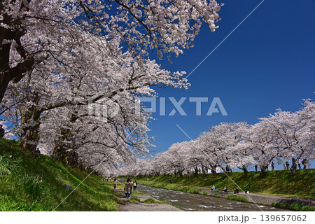 あさひ舟川べりの桜並木 富山 朝日町 あさひ舟川べりの桜並木 富山 朝日町 139657062