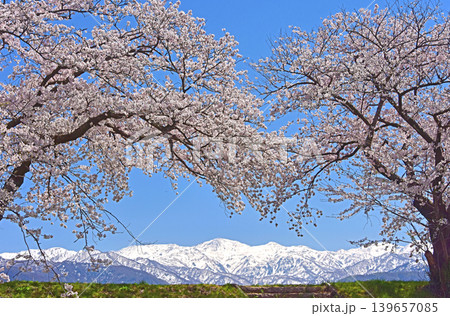 あさひ舟川べりの桜と北アルプス 富山 朝日町 あさひ舟川べりの桜と北アルプス 富山 朝日町 139657085