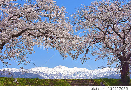 あさひ舟川べりの桜と北アルプス 富山 朝日町 あさひ舟川べりの桜と北アルプス 富山 朝日町 139657086