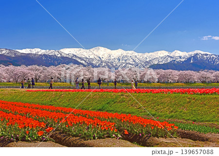春の三重奏 桜とチューリップと北アルプス 富山県朝日町 春の三重奏 桜とチューリップと北アルプス 富山県朝日町 139657088