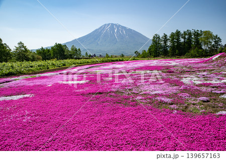 芝桜の絨毯 139657163