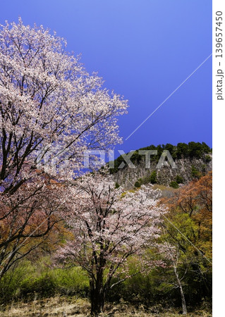 山の斜面に咲く桜花　曾爾村屏風岩 139657450