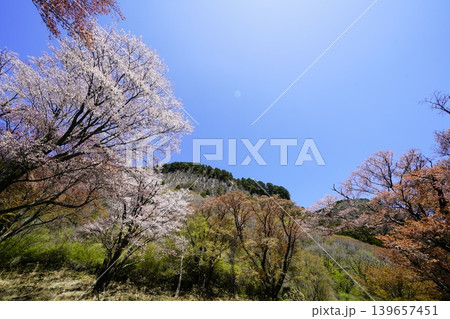 山の斜面に咲く桜花 曾爾村屏風岩 山の斜面に咲く桜花 曾爾村屏風岩 139657451