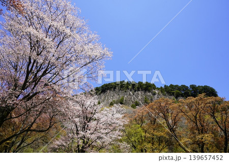 山の斜面に咲く桜花　曾爾村屏風岩 139657452