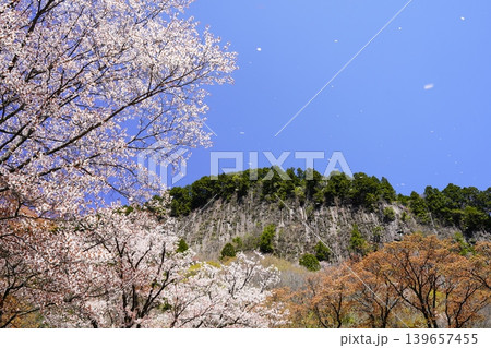 山の斜面に咲く桜花 曾爾村屏風岩 山の斜面に咲く桜花 曾爾村屏風岩 139657455