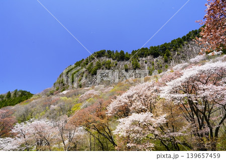 山の斜面に咲く桜花　曾爾村屏風岩 139657459