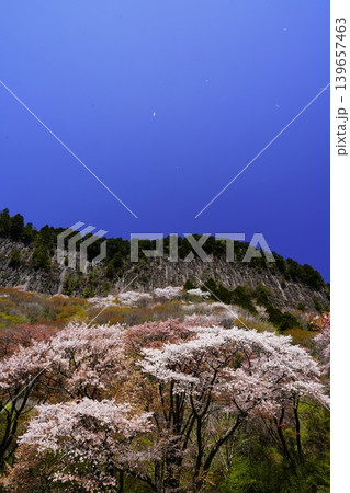 山の斜面に咲く桜花　曾爾村屏風岩 139657463