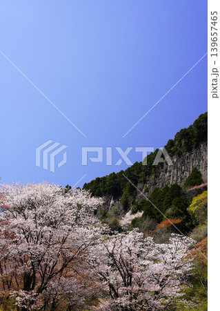 山の斜面に咲く桜花 曾爾村屏風岩 山の斜面に咲く桜花 曾爾村屏風岩 139657465