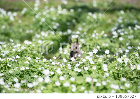 二輪草とエゾリス 二輪草とエゾリス 139657627