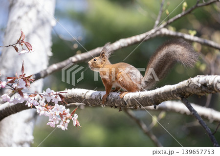 桜と蝦夷栗鼠 桜と蝦夷栗鼠 139657753