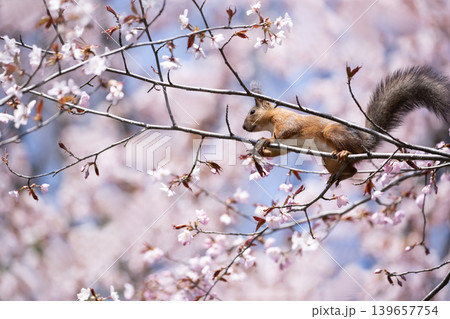 桜と蝦夷栗鼠 139657754