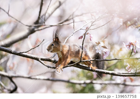 桜と蝦夷栗鼠 139657758