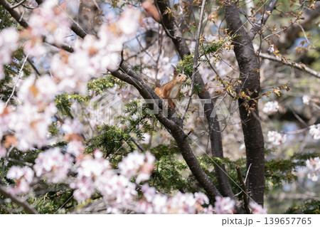 桜と蝦夷栗鼠 139657765