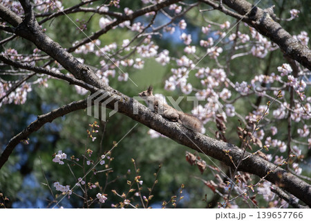 桜と蝦夷栗鼠 139657766