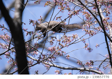 桜と蝦夷栗鼠 桜と蝦夷栗鼠 139657770