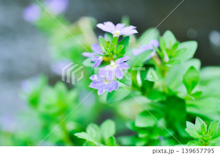 Fairy Fan Flower , Half flower or Scaevola or Scaevola sp or purple flower Fairy Fan Flower , Half flower or Scaevola or Scaevola sp or purple flower 139657795