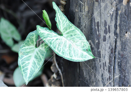 Syngonium podophyllum Schott or Araceae, Arrowhead Vine or Goosefoot Plant or bicolor leaf or bicolor plant Syngonium podophyllum Schott or Araceae, Arrowhead Vine or Goosefoot Plant or bicolor leaf or bicolor plant 139657803