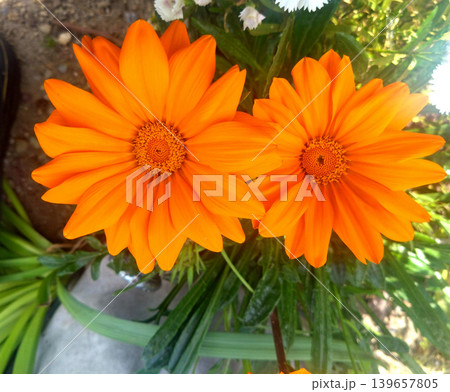 鮮やかなオレンジ色に咲くガザニアの花のクローズアップ 139657805