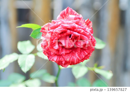 Changeable Rose, Changeable rose mallow or Cotton rose hibiscus or Dixie rosemallow or Hibiscus mutabilis L or Rose of Sharon or red and pink flower Changeable Rose, Changeable rose mallow or Cotton rose hibiscus or Dixie rosemallow or Hibiscus mutabilis L or Rose of Sharon or red and pink flower 139657827