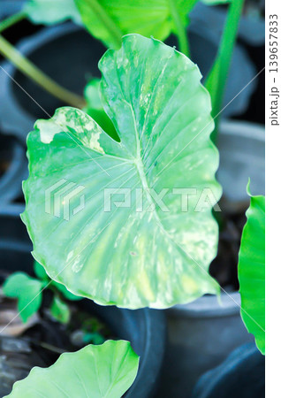 Alocasia, Alocasia macrorrhizos or Alocasia plant or bicolor alocasia or white and green leaf Alocasia, Alocasia macrorrhizos or Alocasia plant or bicolor alocasia or white and green leaf 139657833