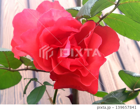 鮮やかな赤いバラの花のクローズアップと自然の彩り 鮮やかな赤いバラの花のクローズアップと自然の彩り 139657841