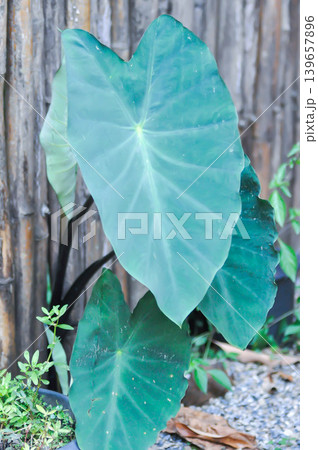 Xanthosoma sagittifolium Frozen Planet or Xanthosoma nigrum Vell Mansf or araceae or xanthosoma sagittifolium Xanthosoma sagittifolium Frozen Planet or Xanthosoma nigrum Vell Mansf or araceae or xanthosoma sagittifolium 139657896