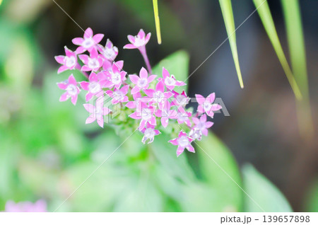 Pentas lanceolata , Egyptian star cluster or RUBIACEAE or Egyptian starcluster or Starflower or pink flower Pentas lanceolata , Egyptian star cluster or RUBIACEAE or Egyptian starcluster or Starflower or pink flower 139657898