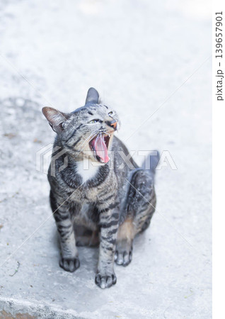gray cat or yawning cat or brown and blcak cat or unmindful cat 139657901